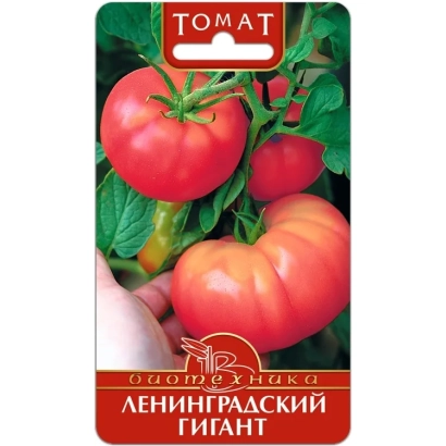 Семена томата Ленинградский гигант на фоне плодов