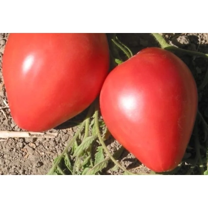 Два красных помидора сорта ЛЕНТЯЙКА на грядке