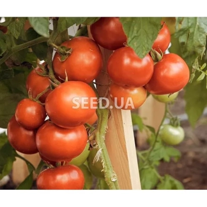 Red tomatoes on a vine with text SEED.UA - Lerica F1