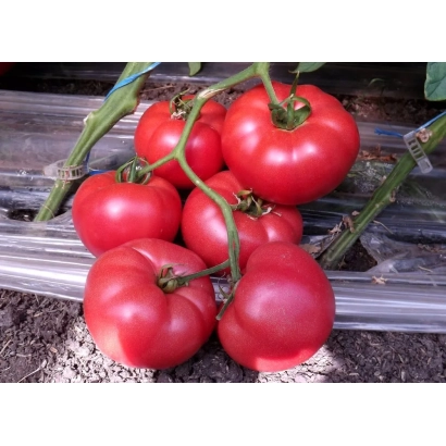 Красные помидоры на ветке, растущие в теплице - Леванцо F1