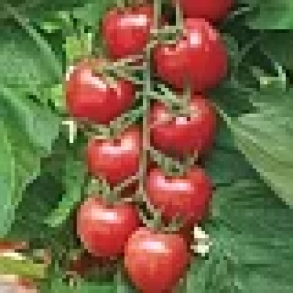 Ripe red tomatoes of Lycop F1 variety on a vine