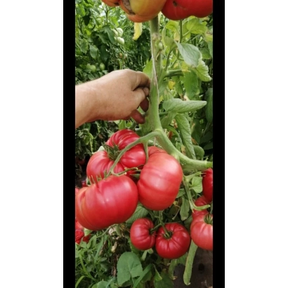 Крупные красные томаты Лили Марлен на кусте