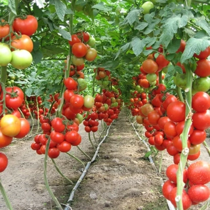 Томаты сорта Лилос F1 на грядке