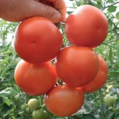 Ripe red tomatoes of variety Lilos RZ F1 on a vine
