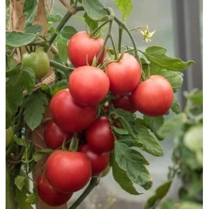Красные помидоры на ветке в теплице - ЛИМЕРЕНС