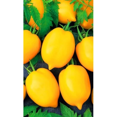 Желтые плоды томата сорта Лимончик на ветвях с листьями