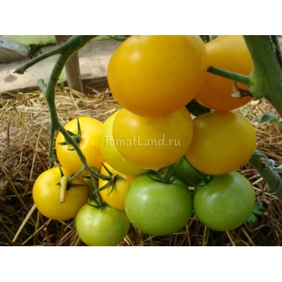 Спелые и незрелые желтые томаты сорта Лимонный мальчик на ветке