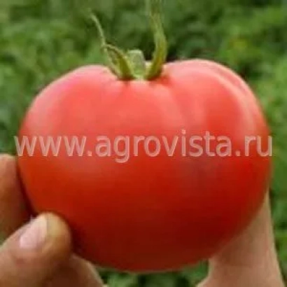Крупний червоний помідор на фоні зеленої рослинності, тримається в руці, логотип Agrovista.ru - ЛІНДОС