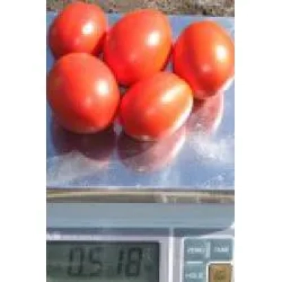 Томаты на весах - Лиона F1