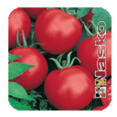 Красные томаты сорта ЛИРА F1 на зеленой листве