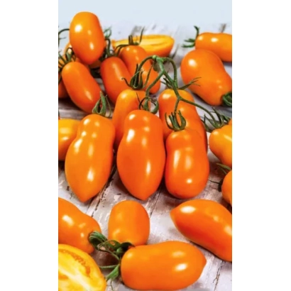 Fresh orange rabbit ear tomatoes on vines - RABBIT EARS