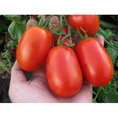 Червоні помідори на гілці в руці - ЛІТТАНО F1