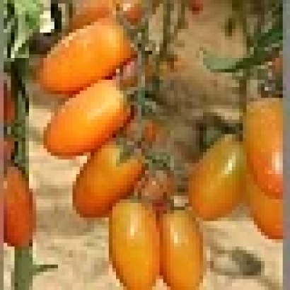 Спелые оранжевые томаты сорта Лиза F1 на ветвях