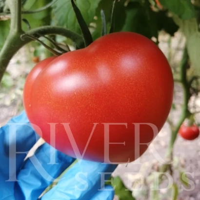 Красный помидор сорта Лорена на ветке с голубой перчаткой