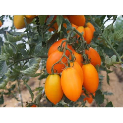 Томати на кущі, сорт не вказано - ЛОРЕНЗО