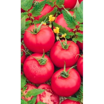 Крупные красные томаты Лотос на зелёных листьях