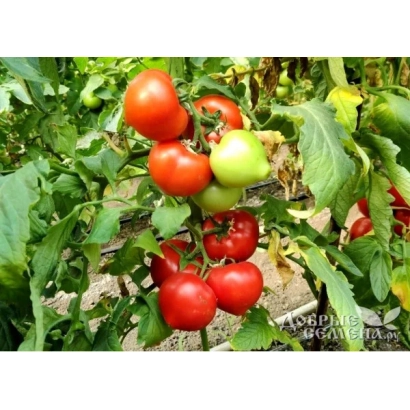 Tomatoes on vine, variety LP-03-7