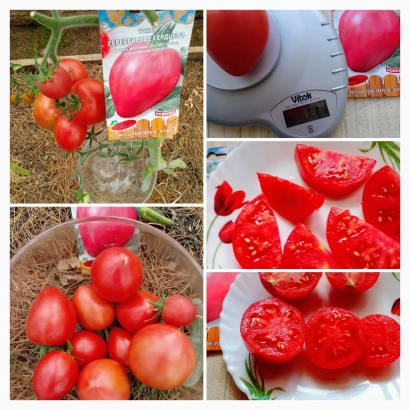 Пакет насіння помідора LP-07-09 з зображенням плодів