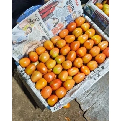 Коробка з помідорами сорту ЛП-07-15