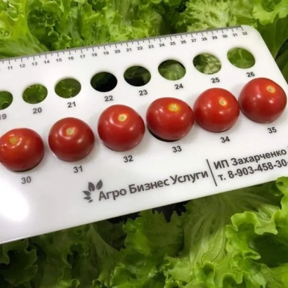 Томати сорту ЛП-11-27 на фоні салату