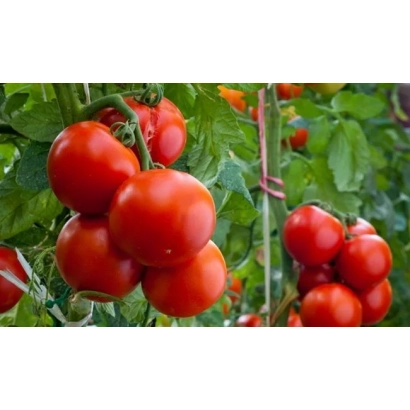 Close-up of ripe red tomatoes on vines with green leaves - Lyubasha