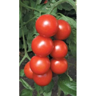 Спелые красные томаты на ветке - ЛЮБИМЕЦ ПОДМОСКОВЬЯ