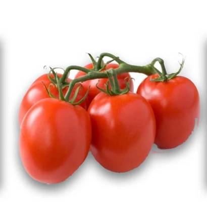 Красные томаты сорта Лугаш F1 на ветке