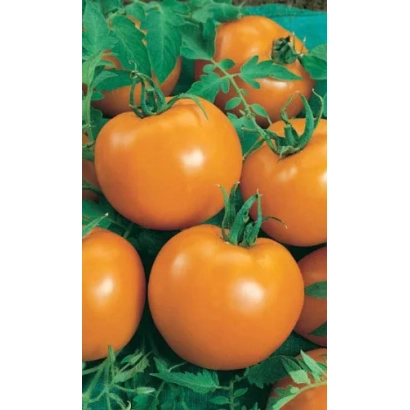 Спелые оранжевые томаты на зелёных листьях - Луна