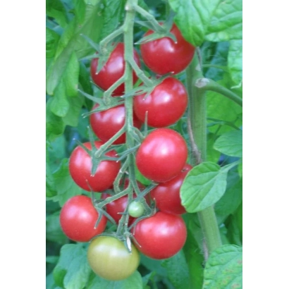 Спелые красные помидоры сорта Маяк на ветке