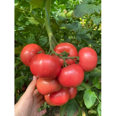 Спелые красные томаты на ветке, держимые рукой - МАКАН