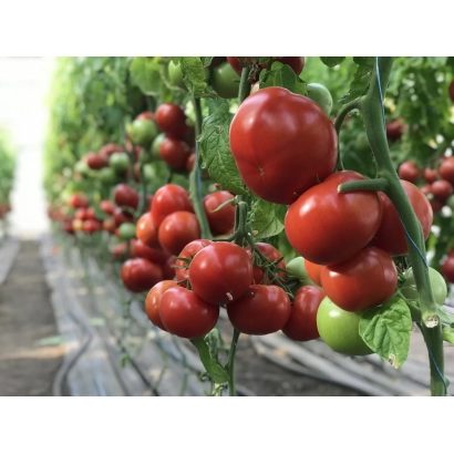 Томаты на кустах в теплице - МАКСИН