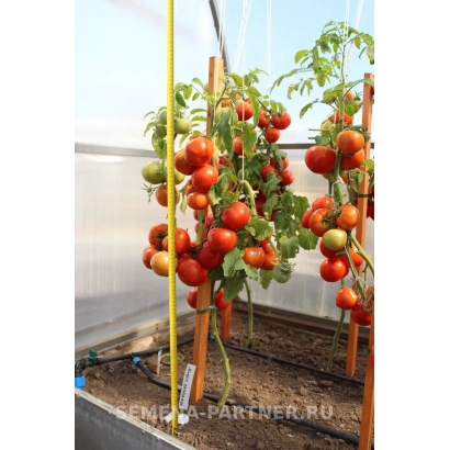 Томати сорту МАДАМ ПОМПАДУР на рослині в теплиці