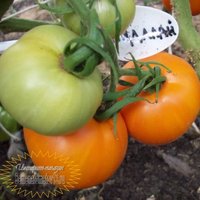 Томати сорту МАДЖЕЛЛАНО на рослині