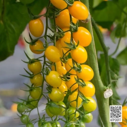 Спелые желтые томаты сорта МАДЖИНО на ветке