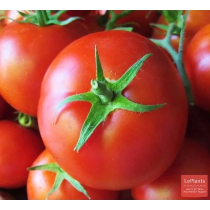 Свежие красные томаты на ветке - Маева F1