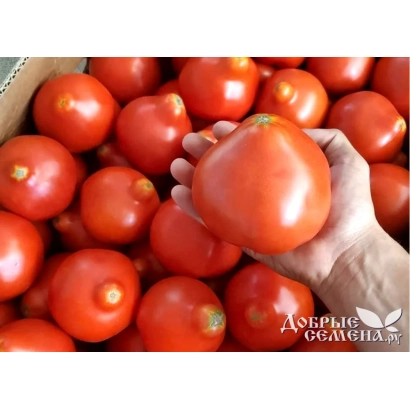 Красные томаты в коробке с рукой, держащей один плод, и надписью Андрей Селена - Махитос