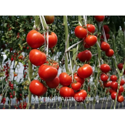 Дозрілі червоні помідори на гілках рослини - МАЯМІ