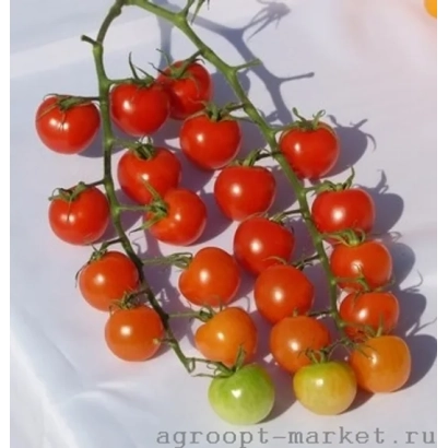 Свежие помидоры черри на ветке, бренд Майорита