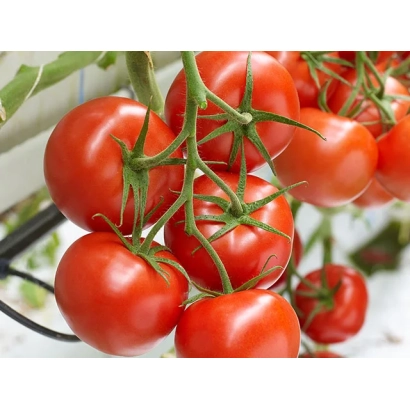 Спелые красные томаты на ветке - МАКСАЙЗ