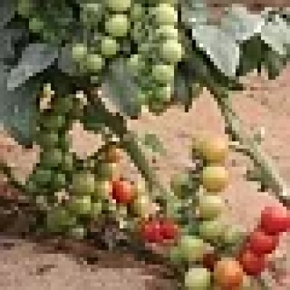 Tomatoes on a bush, including red and green fruits - Maxik F1