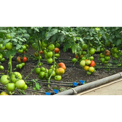 Томаты на кустах в теплице - МАЛЬГРОСС