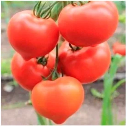 красные помидоры на ветке - МАЛЬ ВА