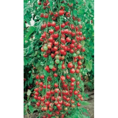 Спелые и незрелые помидоры сорта Мальвина на кусте