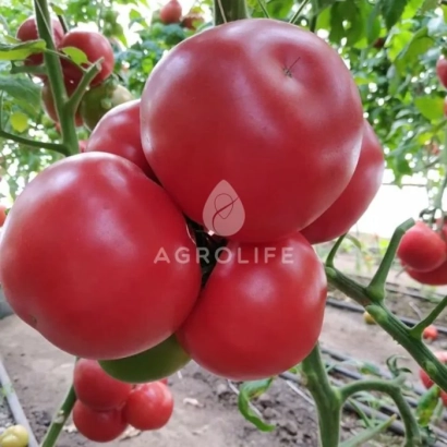 Large red tomatoes on vine with AGROLIFE logo - MALDUO
