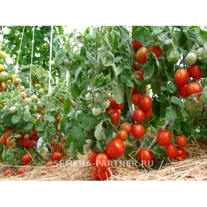 Томаты на кустах в теплице, видны плоды разных стадий зрелости - МАЛЕНЬКОЕ ЧУДО