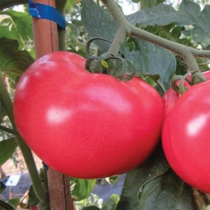 Великий червонний помідор на гілці з листям - Малинка Стар