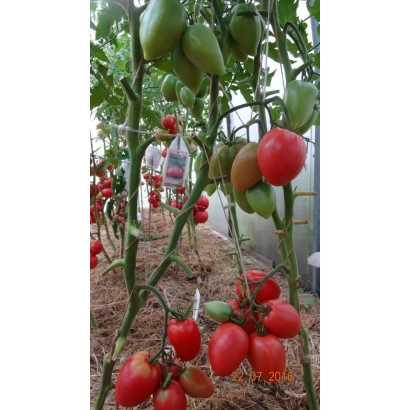 Свежие красные и зеленые томаты на кусте в теплице - МАЛИНОВАЯ РАДОСТЬ