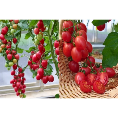 Красные и зеленые помидоры сорта Малиновое пламя на ветвях и в плетеной корзине