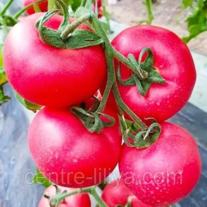 Красные томаты сорта МАЛИНОВЫ ОЖАРОВСКИ на ветке