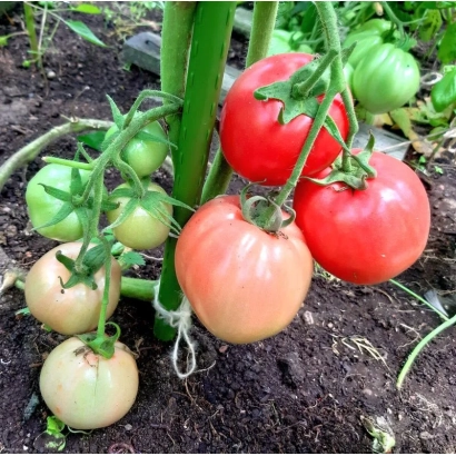 Томаты сорта Малиновый Богатырь на кусте